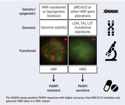 Alterations in homologous recombination repair genes in prostate